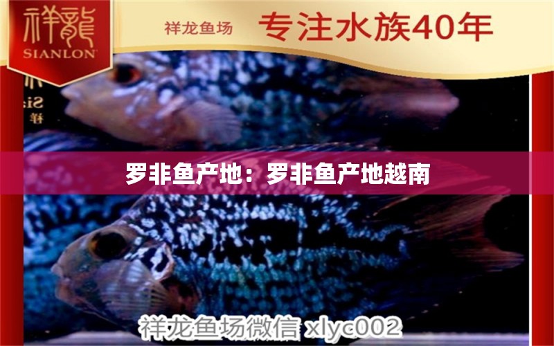 羅非魚產(chǎn)地：羅非魚產(chǎn)地越南 觀賞魚