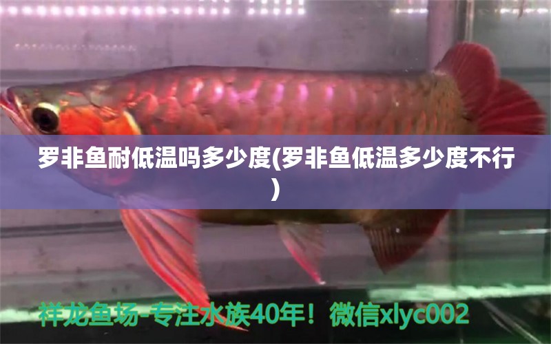 羅非魚耐低溫嗎多少度(羅非魚低溫多少度不行) 白子銀龍苗（黃化銀龍苗）