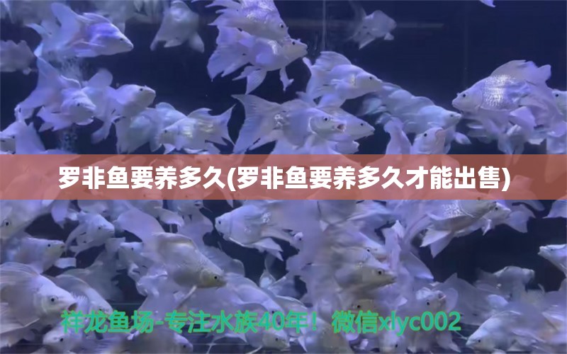 羅非魚要養(yǎng)多久(羅非魚要養(yǎng)多久才能出售) 電鰻