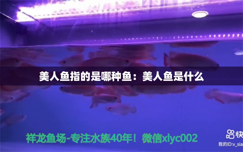 美人魚指的是哪種魚：美人魚是什么 觀賞魚