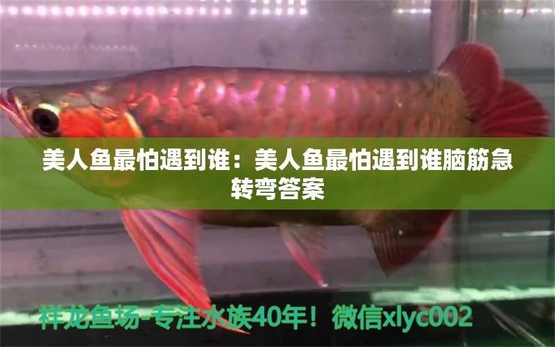 美人魚(yú)最怕遇到誰(shuí)：美人魚(yú)最怕遇到誰(shuí)腦筋急轉(zhuǎn)彎答案