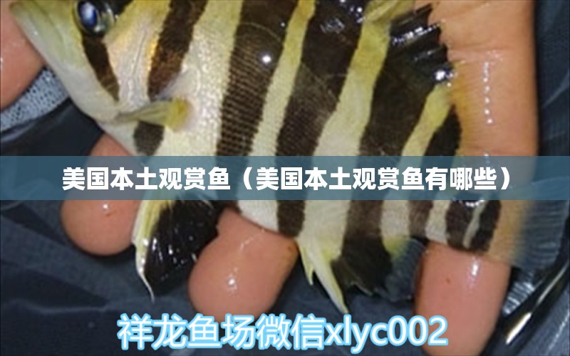 美國本土觀賞魚（美國本土觀賞魚有哪些）