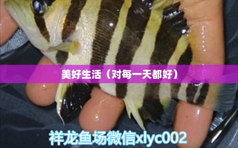 美好生活（對(duì)每一天都好） 觀賞魚論壇 第2張