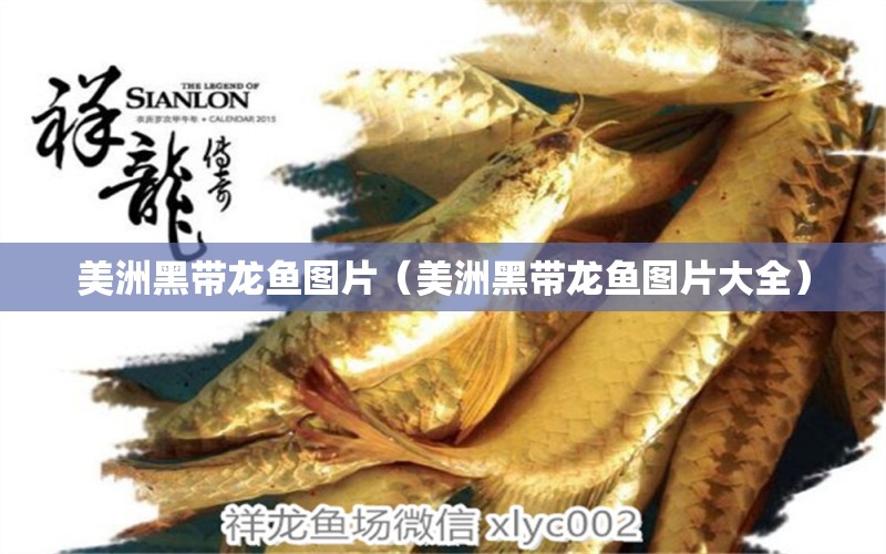 美洲黑帶龍魚圖片（美洲黑帶龍魚圖片大全）