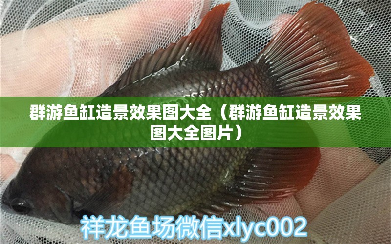 群游魚缸造景效果圖大全（群游魚缸造景效果圖大全圖片）