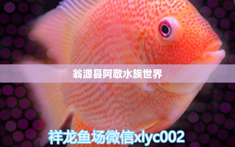 翁源縣阿敬水族世界