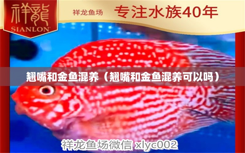 翹嘴和金魚混養(yǎng)（翹嘴和金魚混養(yǎng)可以嗎）