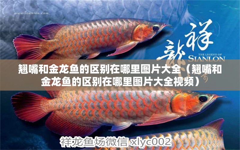 翹嘴和金龍魚的區(qū)別在哪里圖片大全（翹嘴和金龍魚的區(qū)別在哪里圖片大全視頻）