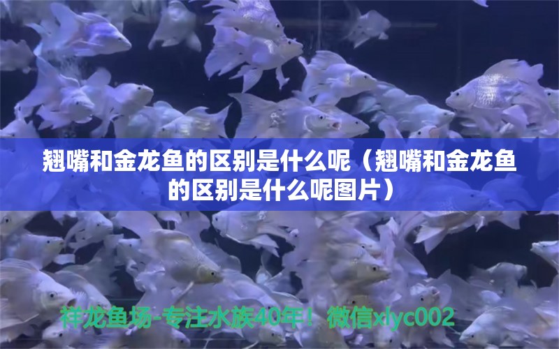 翹嘴和金龍魚的區(qū)別是什么呢（翹嘴和金龍魚的區(qū)別是什么呢圖片） 廣州龍魚批發(fā)市場