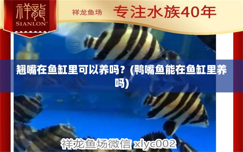 翹嘴在魚缸里可以養(yǎng)嗎？(鴨嘴魚能在魚缸里養(yǎng)嗎)