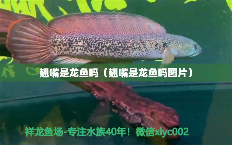 翹嘴是龍魚嗎（翹嘴是龍魚嗎圖片）