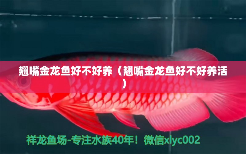 翹嘴金龍魚(yú)好不好養(yǎng)（翹嘴金龍魚(yú)好不好養(yǎng)活）