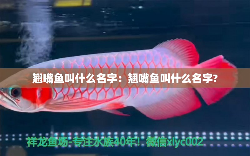 翹嘴魚叫什么名字：翹嘴魚叫什么名字?