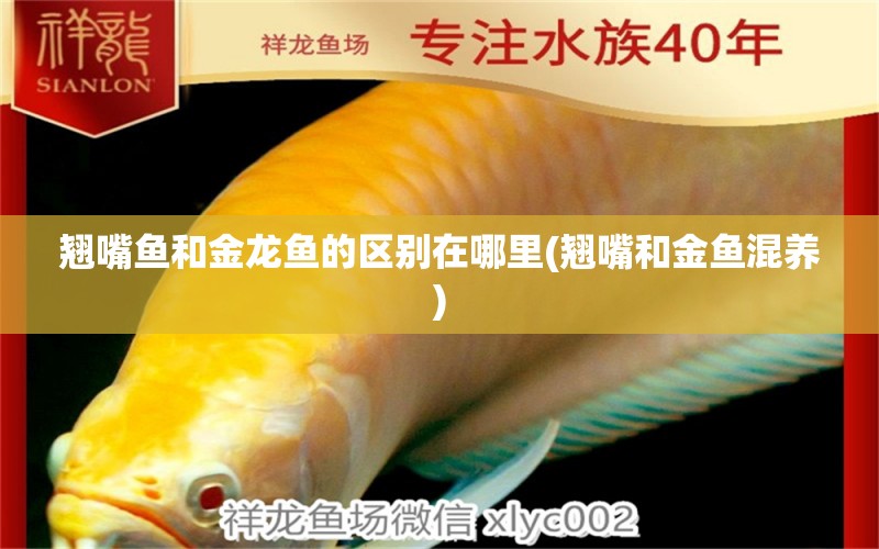 翹嘴魚和金龍魚的區(qū)別在哪里(翹嘴和金魚混養(yǎng)) 暹羅巨鯉