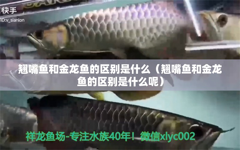 翹嘴魚和金龍魚的區(qū)別是什么（翹嘴魚和金龍魚的區(qū)別是什么呢） 廣州龍魚批發(fā)市場