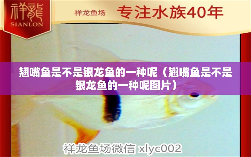 翹嘴魚是不是銀龍魚的一種呢（翹嘴魚是不是銀龍魚的一種呢圖片）