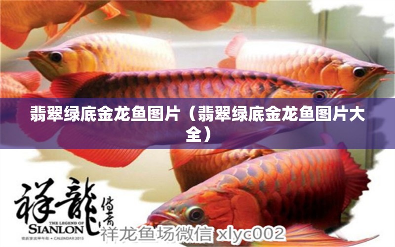 翡翠綠底金龍魚圖片（翡翠綠底金龍魚圖片大全） 麥肯斯銀版魚