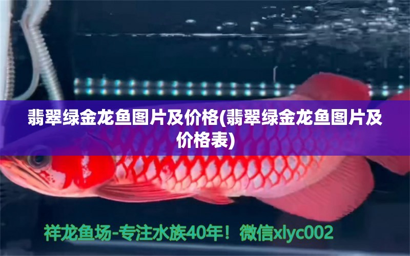 翡翠綠金龍魚圖片及價格(翡翠綠金龍魚圖片及價格表) 白化巴西龜（白巴）