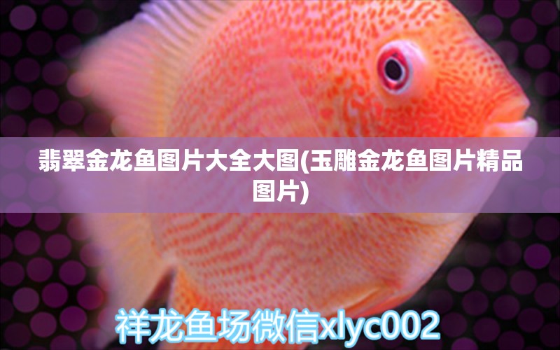 翡翠金龍魚圖片大全大圖(玉雕金龍魚圖片精品圖片) 水族世界