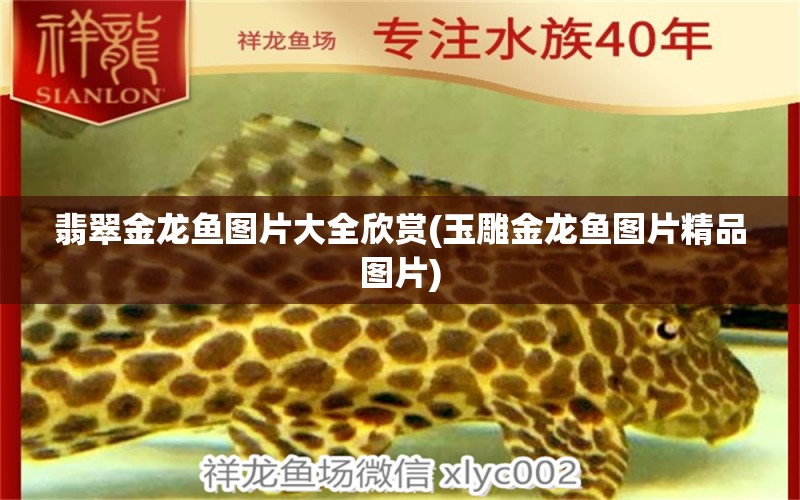 翡翠金龍魚圖片大全欣賞(玉雕金龍魚圖片精品圖片)