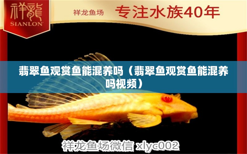 翡翠魚觀賞魚能混養(yǎng)嗎（翡翠魚觀賞魚能混養(yǎng)嗎視頻）