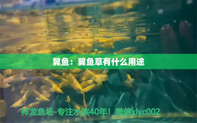 翼魚：翼魚草有什么用途