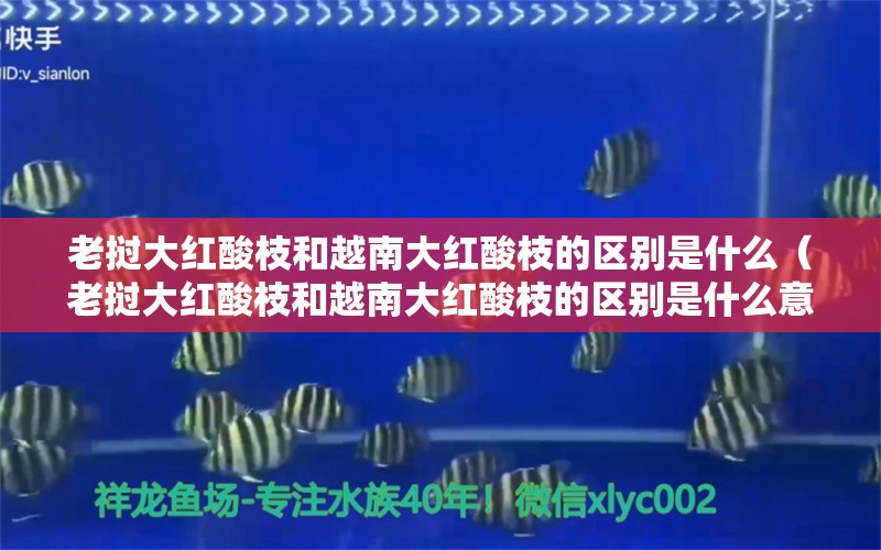 老撾大紅酸枝和越南大紅酸枝的區(qū)別是什么（老撾大紅酸枝和越南大紅酸枝的區(qū)別是什么意思）