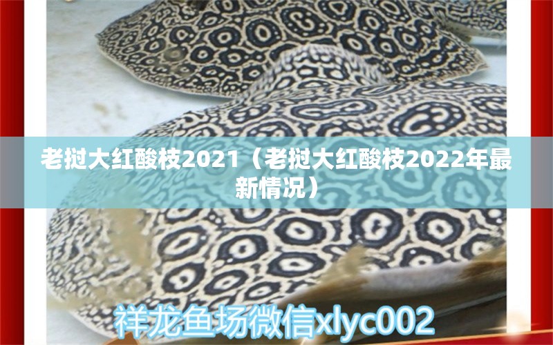 老撾大紅酸枝2021（老撾大紅酸枝2022年最新情況）