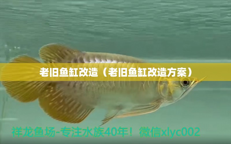 老舊魚缸改造（老舊魚缸改造方案）