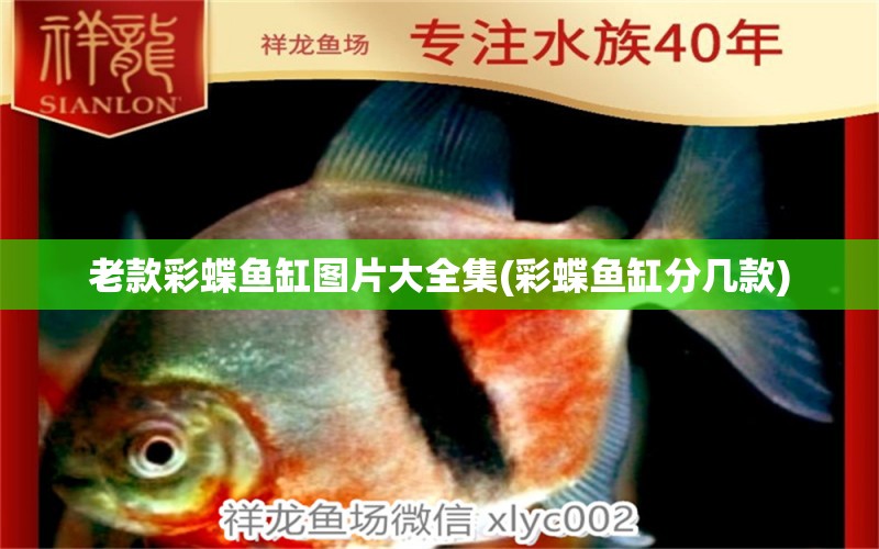 老款彩蝶魚缸圖片大全集(彩蝶魚缸分幾款) 黃鰭鯧魚 第1張