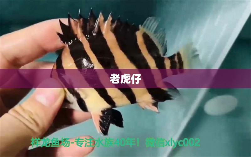 老虎仔 觀賞魚(yú)論壇 第2張