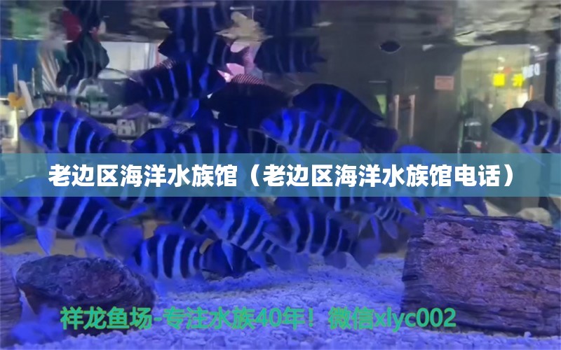 老邊區(qū)海洋水族館（老邊區(qū)海洋水族館電話）