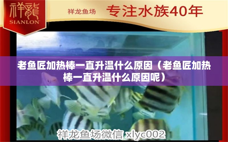 老魚匠加熱棒一直升溫什么原因（老魚匠加熱棒一直升溫什么原因呢）