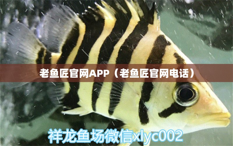 老魚匠官網(wǎng)APP（老魚匠官網(wǎng)電話）