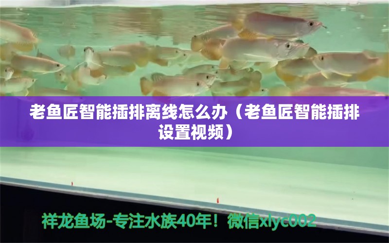 老魚匠智能插排離線怎么辦（老魚匠智能插排設置視頻）