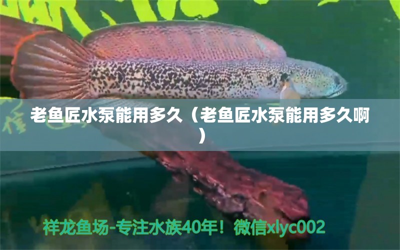 老魚匠水泵能用多久（老魚匠水泵能用多久?。?老魚匠