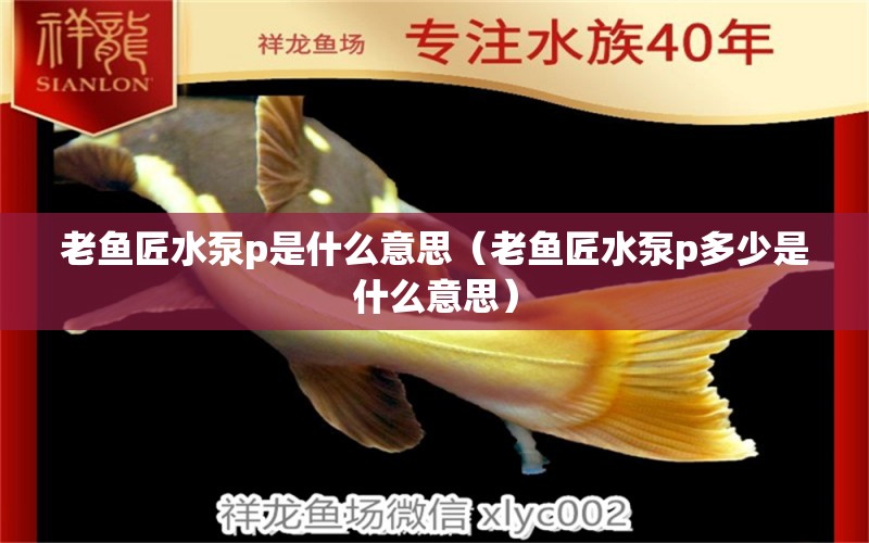 老魚(yú)匠水泵p是什么意思（老魚(yú)匠水泵p多少是什么意思）