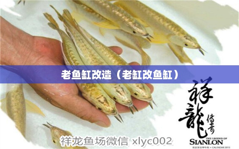 老魚(yú)缸改造（老缸改魚(yú)缸） 白玉紅龍魚(yú) 第1張