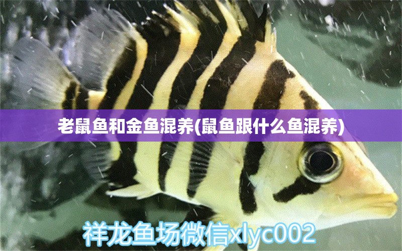 老鼠魚和金魚混養(yǎng)(鼠魚跟什么魚混養(yǎng)) 福滿鉆魚