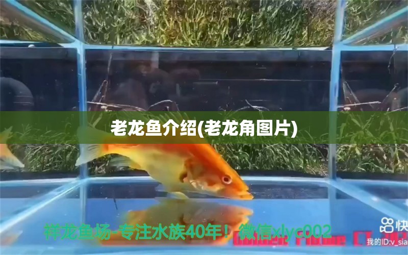 老龍魚介紹(老龍角圖片) 泰國斗魚