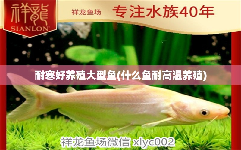 耐寒好養(yǎng)殖大型魚(什么魚耐高溫養(yǎng)殖) 彩鰈魚缸（彩蝶魚缸）