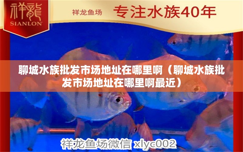 聊城水族批發(fā)市場(chǎng)地址在哪里啊（聊城水族批發(fā)市場(chǎng)地址在哪里啊最近）