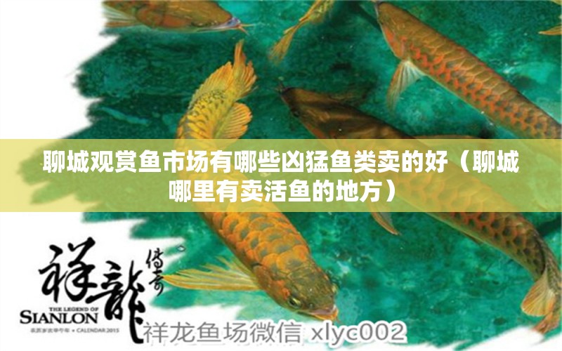 聊城觀賞魚市場有哪些兇猛魚類賣的好（聊城哪里有賣活魚的地方） 黃金斑馬魚 第1張