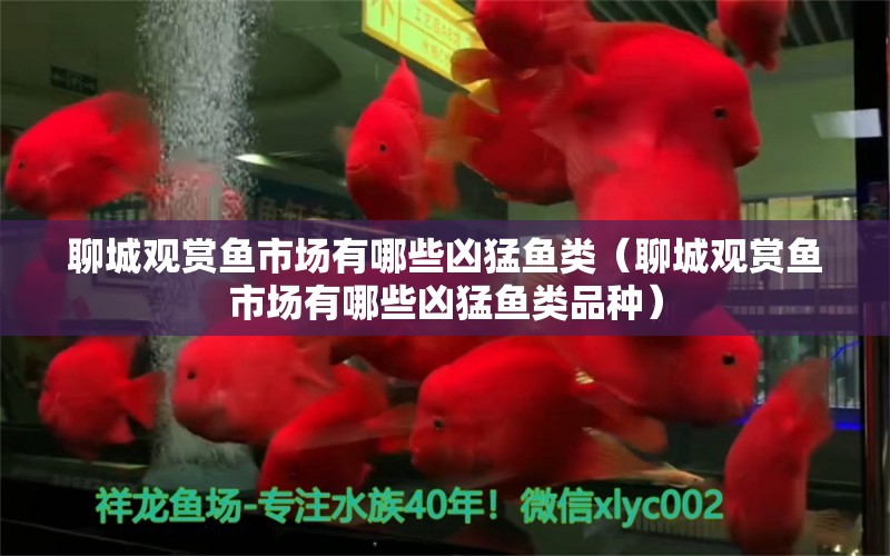 聊城觀賞魚(yú)市場(chǎng)有哪些兇猛魚(yú)類(lèi)（聊城觀賞魚(yú)市場(chǎng)有哪些兇猛魚(yú)類(lèi)品種）