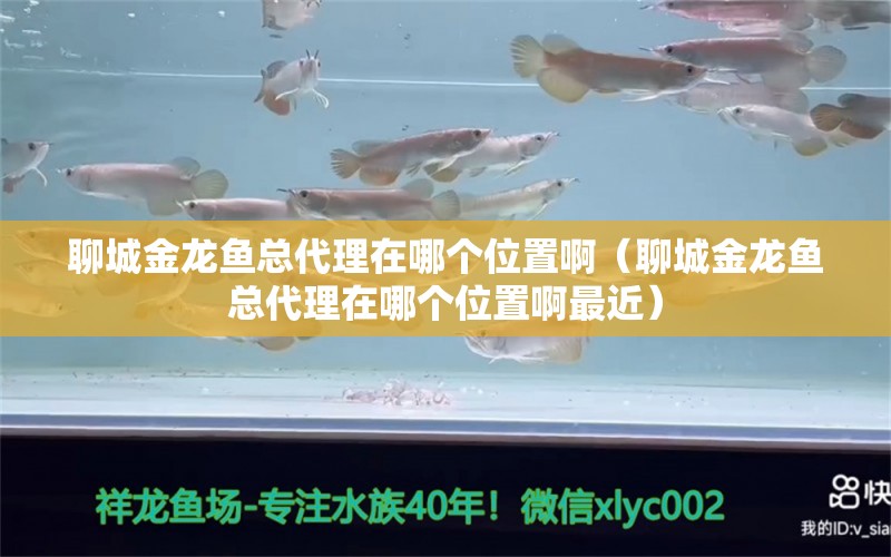 聊城金龍魚總代理在哪個位置?。某墙瘕堲~總代理在哪個位置啊最近） 野彩魚