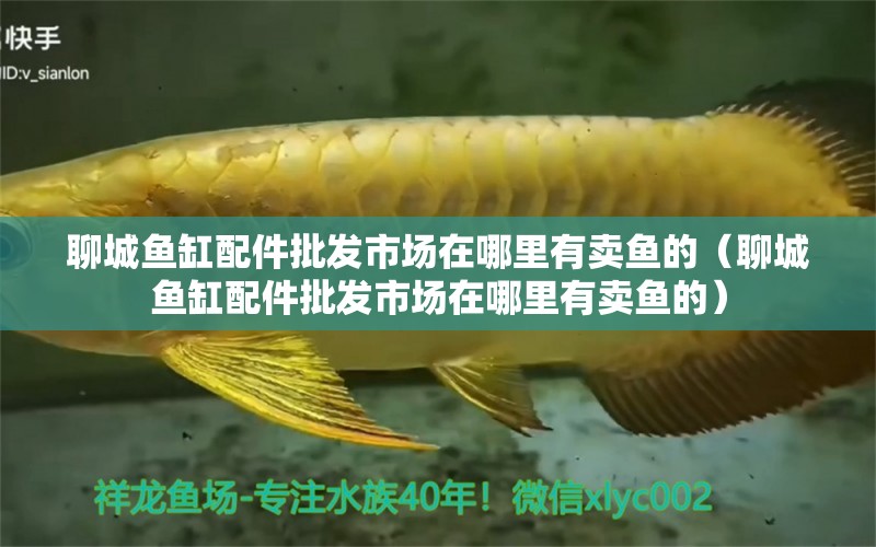 聊城魚缸配件批發(fā)市場(chǎng)在哪里有賣魚的（聊城魚缸配件批發(fā)市場(chǎng)在哪里有賣魚的）