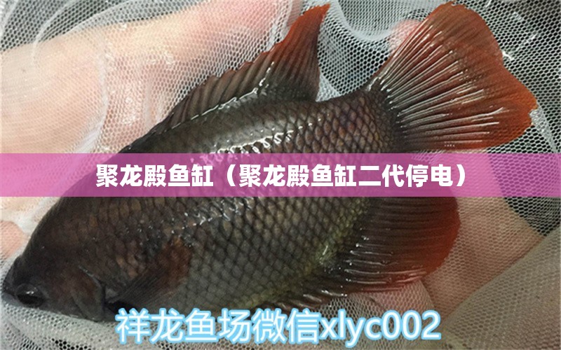 聚龍殿魚缸（聚龍殿魚缸二代停電） 白子紅龍魚