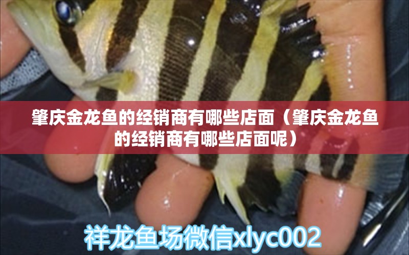 肇慶金龍魚(yú)的經(jīng)銷(xiāo)商有哪些店面（肇慶金龍魚(yú)的經(jīng)銷(xiāo)商有哪些店面呢）