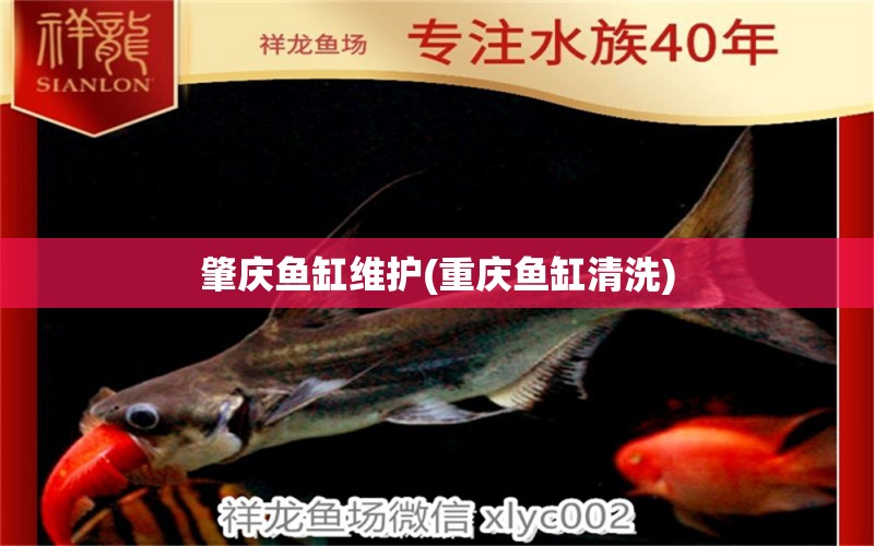 肇慶魚缸維護(hù)(重慶魚缸清洗) 赤荔鳳冠魚