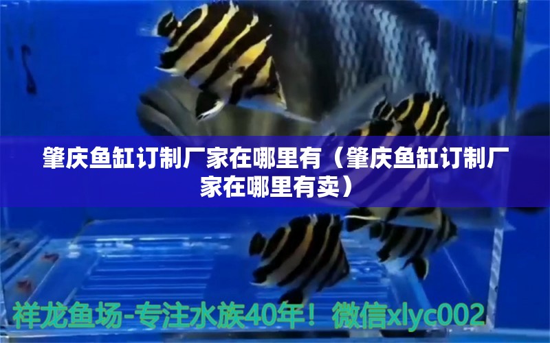 肇慶魚(yú)缸訂制廠家在哪里有（肇慶魚(yú)缸訂制廠家在哪里有賣）